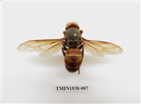 藏品(中華大虎頭蜂)的圖片